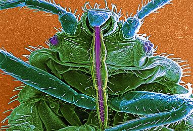 《英雄无敌：上古纪元》裂渊新势力介绍 神秘却极其强大